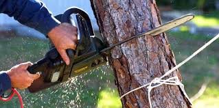 Best Stump Grinding and Removal  in Citrus Park, FL