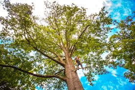 Best Storm Damage Tree Cleanup  in Citrus Park, FL