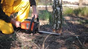 Best Leaf Removal  in Citrus Park, FL