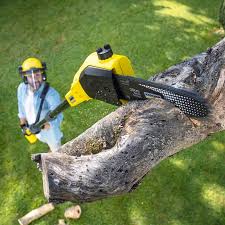 Best Emergency Tree Removal  in Citrus Park, FL