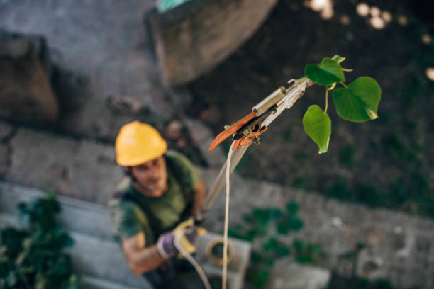 Best Tree Health Inspection  in Citrus Park, FL