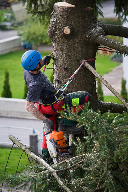 Best Tree Cabling and Bracing  in Citrus Park, FL