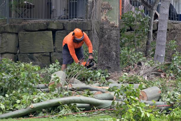 Best Tree Removal  in Citrus Park, FL