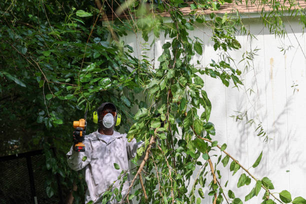 Best Tree Preservation Services  in Citrus Park, FL