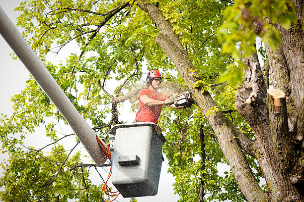 Best Hedge Trimming  in Citrus Park, FL