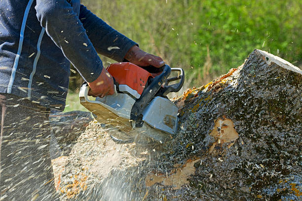 Best Lawn Maintenance Plans  in Citrus Park, FL