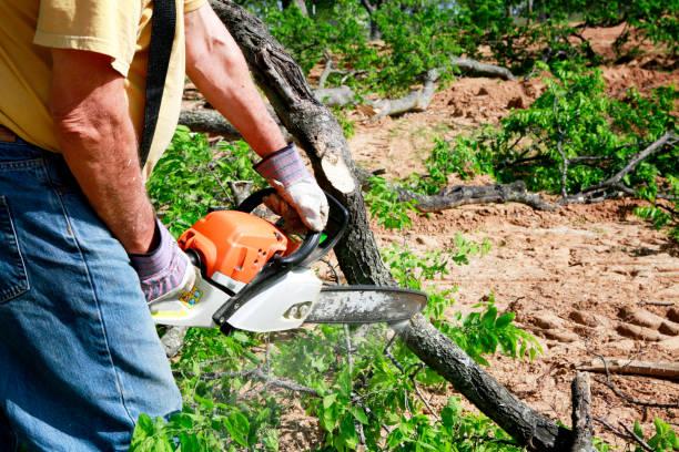 Best Tree Maintenance Programs  in Citrus Park, FL